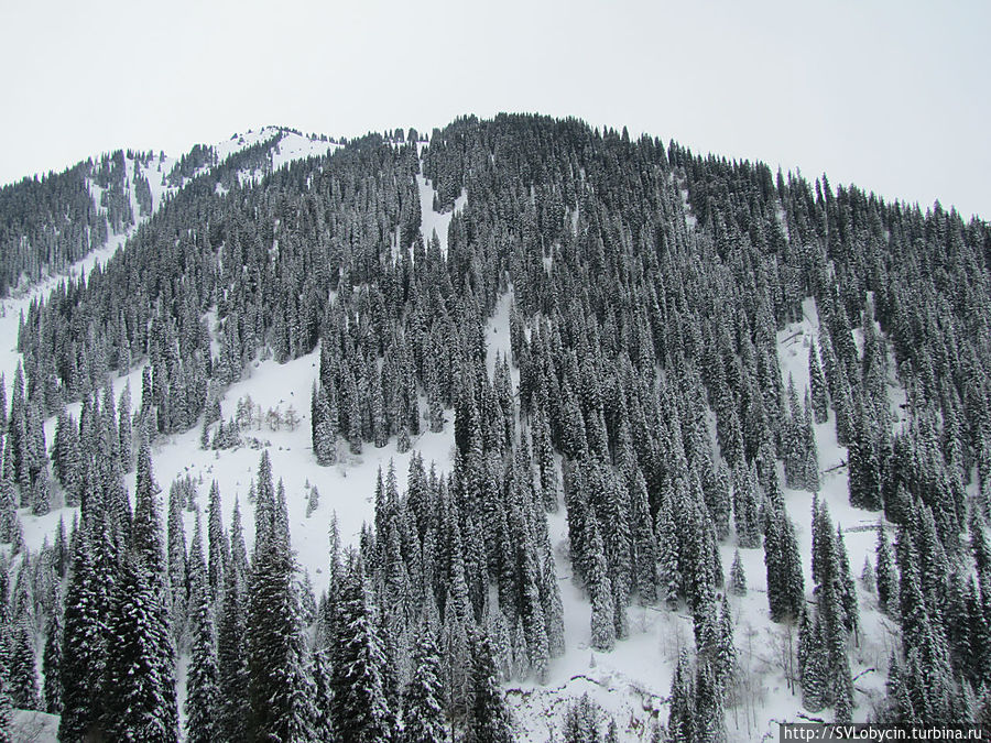 Вид из гандолы канатной дороги
