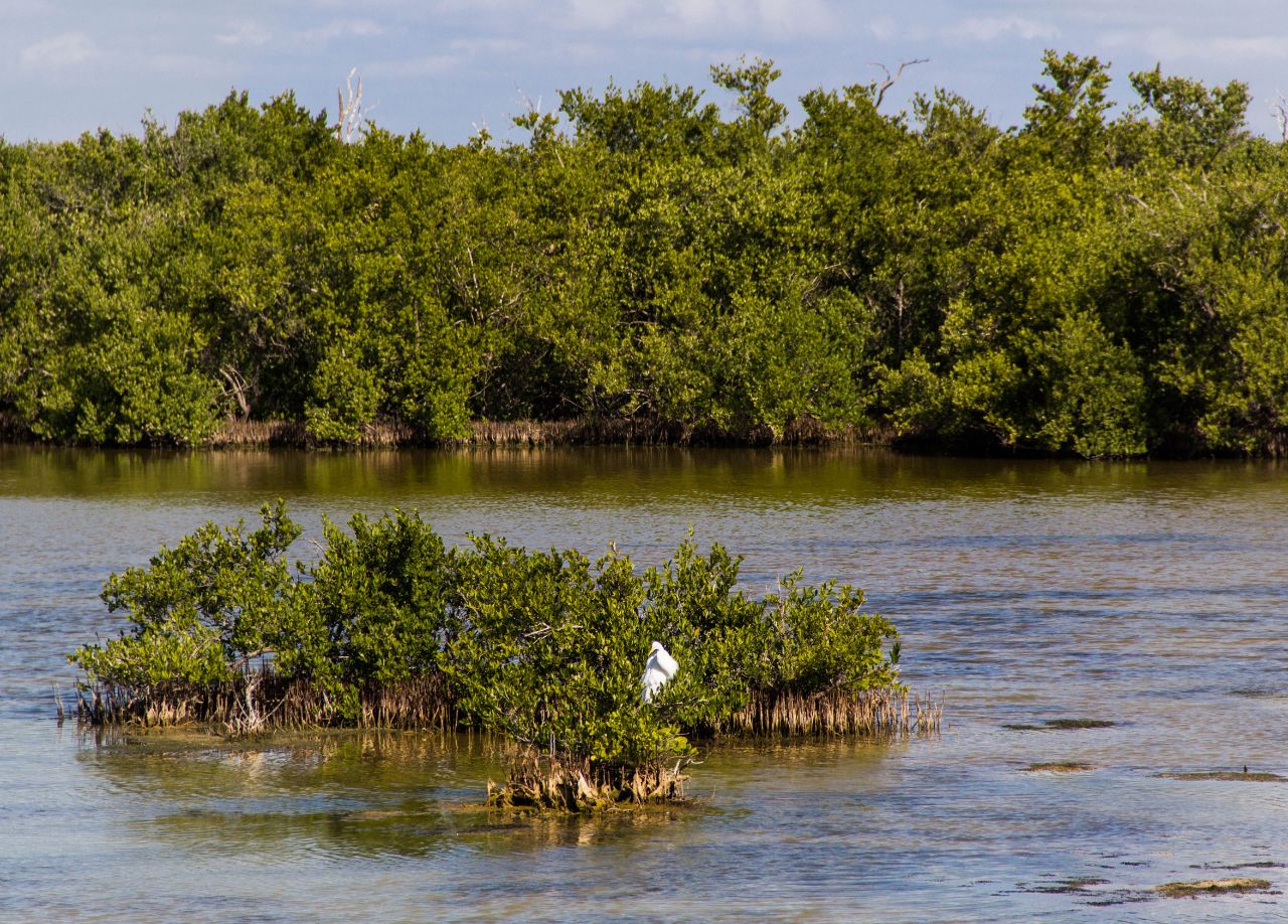 болото Сапата (Zapata) Плайя-Ларго, Куба