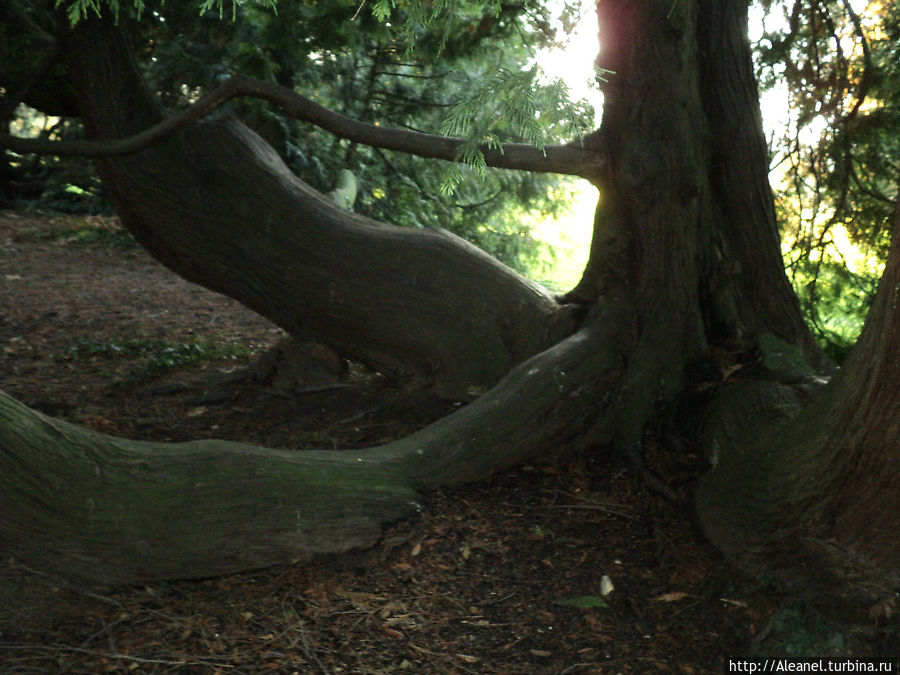 Огромаднейшая ель, под которой можно устроить фестиваль