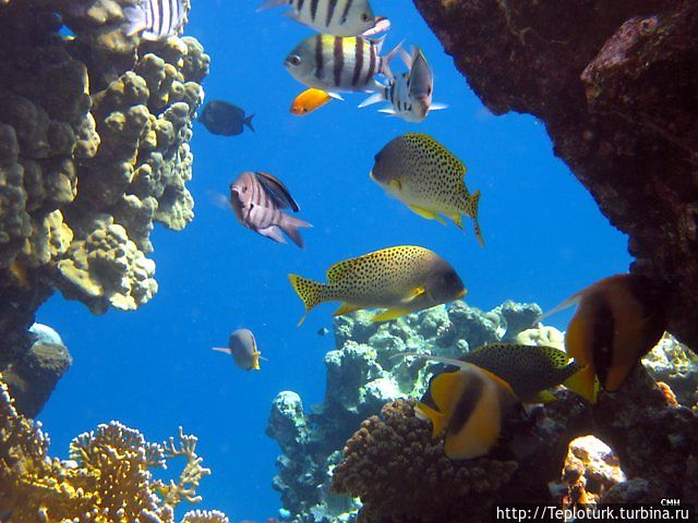 Красное море — живое чудо Шарм-Эль-Шейх, Египет