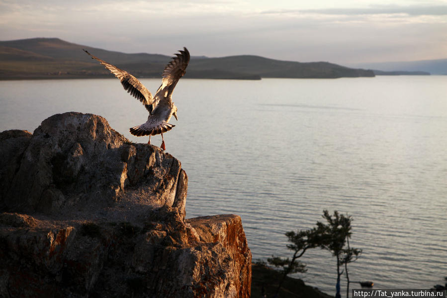 Чайка на закате Остров Ольхон, Россия