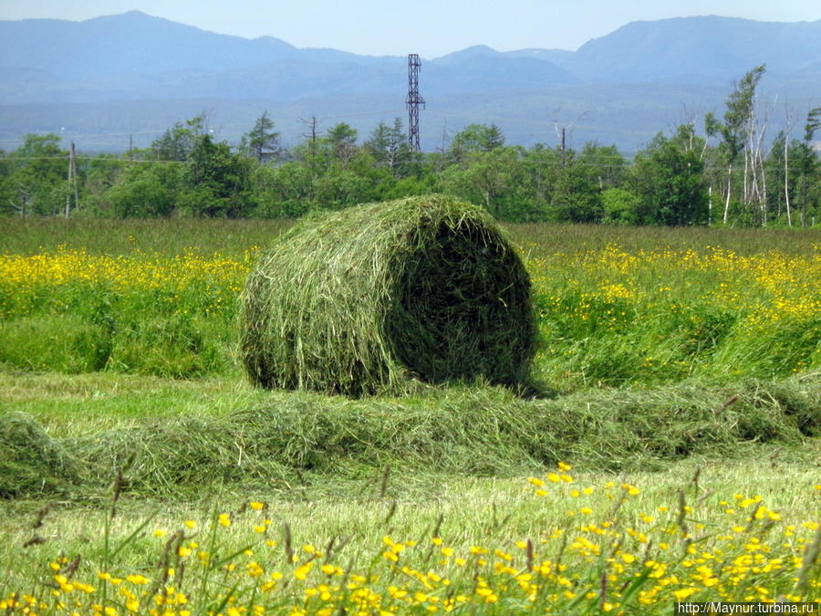 Очень  живописно  выглядять  поля  с  такими    рулонами. Южно-Сахалинск, Россия