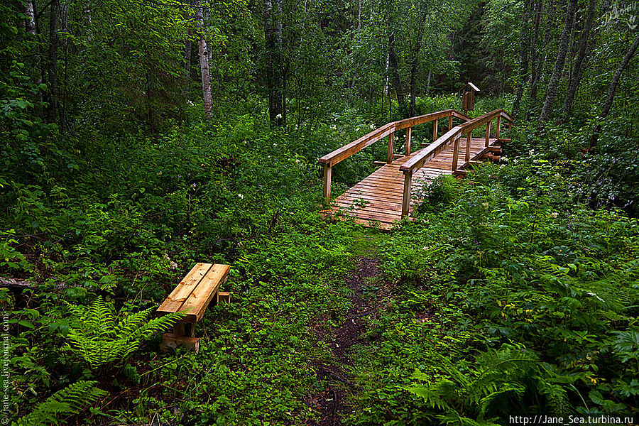 На тропе муравейников