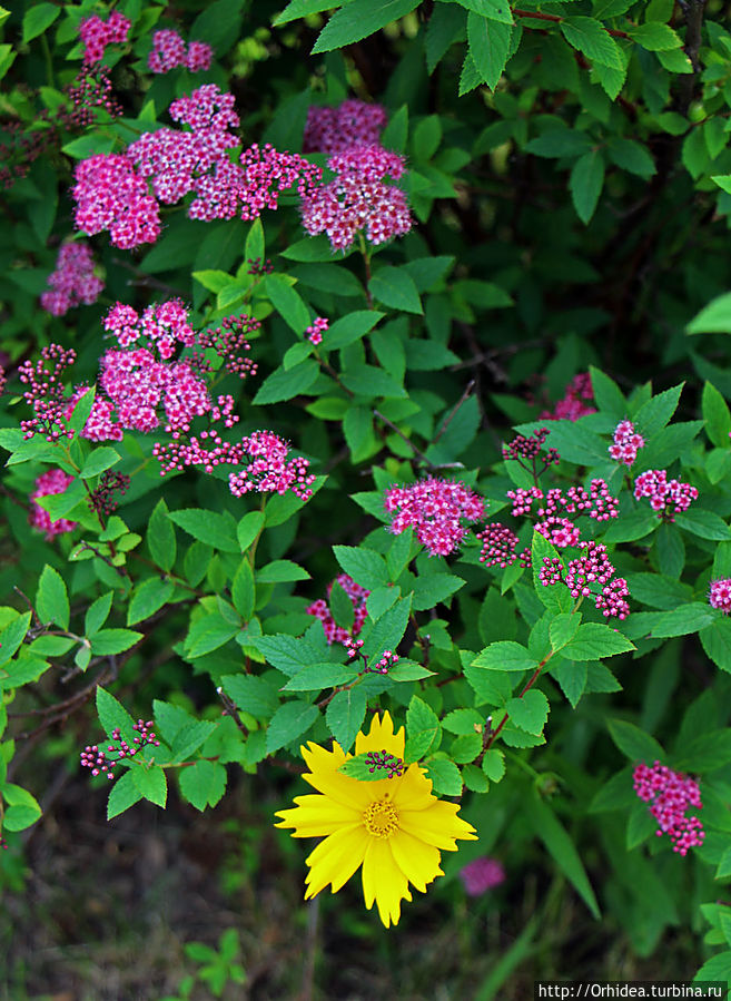 Яркие краски этого лета Харьковская область, Украина