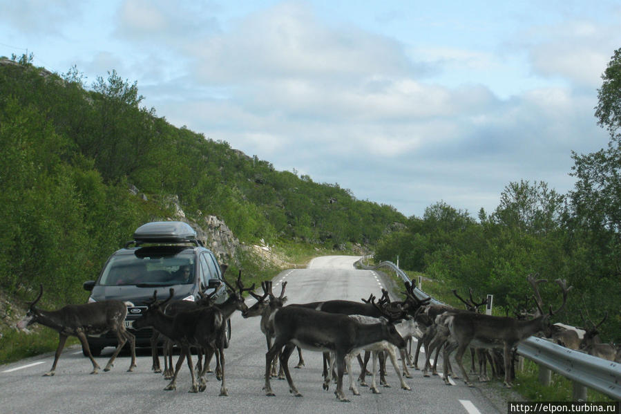 Дорожная встреча с оленями в северной провинции Норвегии – Финнмарке – обыденное дело. Норвегия
