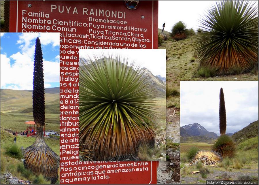 Пуйя Раймонди Уаскаран Национальный Парк, Перу