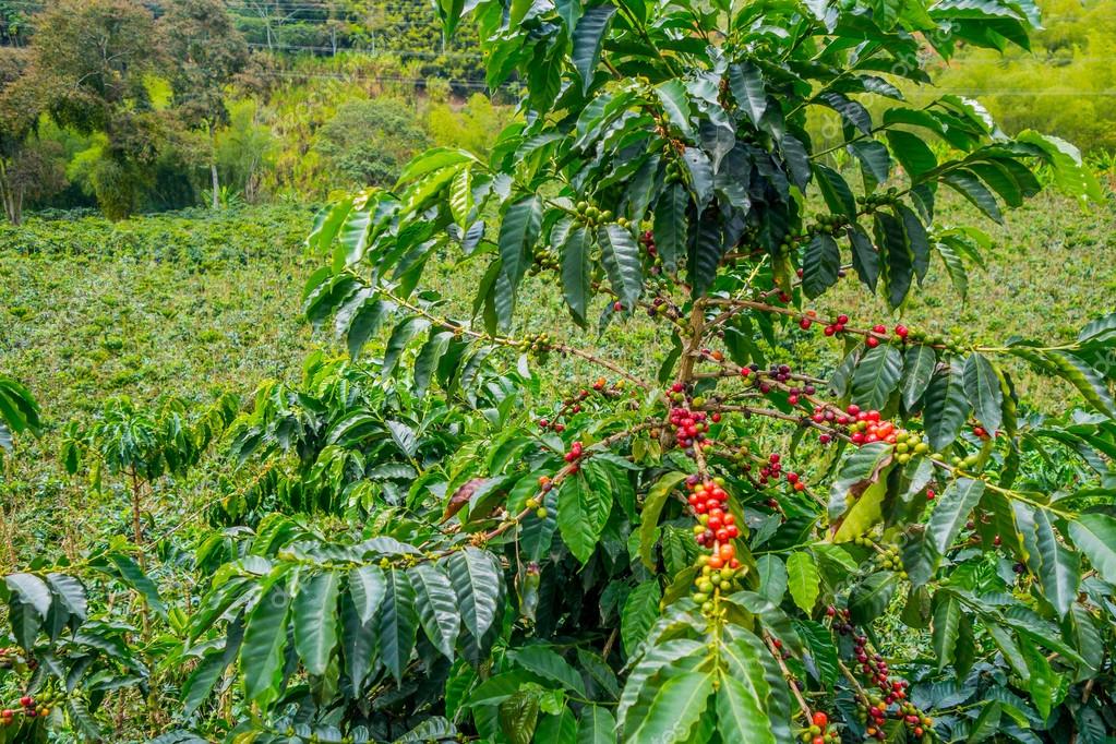 Кофейные плантации Юнеско Зона B / Coffee plantations Unesco Zone B