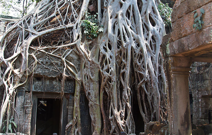 С каждым годом остаётся все меньше деревьев, переплетающие камни: при реставрационных работах их срезают. Поэтому стоит поспешить тем кто хочет застать ещё такую картину...На срез одного дерева уходит несколько месяцев. Ангкор (столица государства кхмеров), Камбоджа