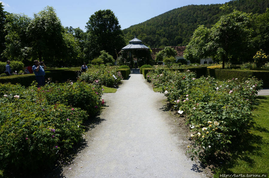 Перед Вами розовый сад во всей красе Земля Штирия, Австрия