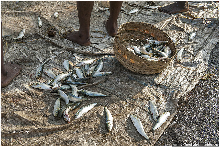Рыбешка хоть и мелкая, но, похоже, кормит неплохо...
* Мумбаи, Индия