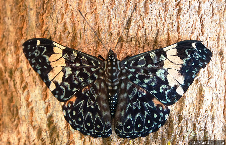Игуасу и его бабочки Игуасу национальный парк (Аргентина), Аргентина