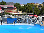 Шоу дельфинов в Сельво Марина