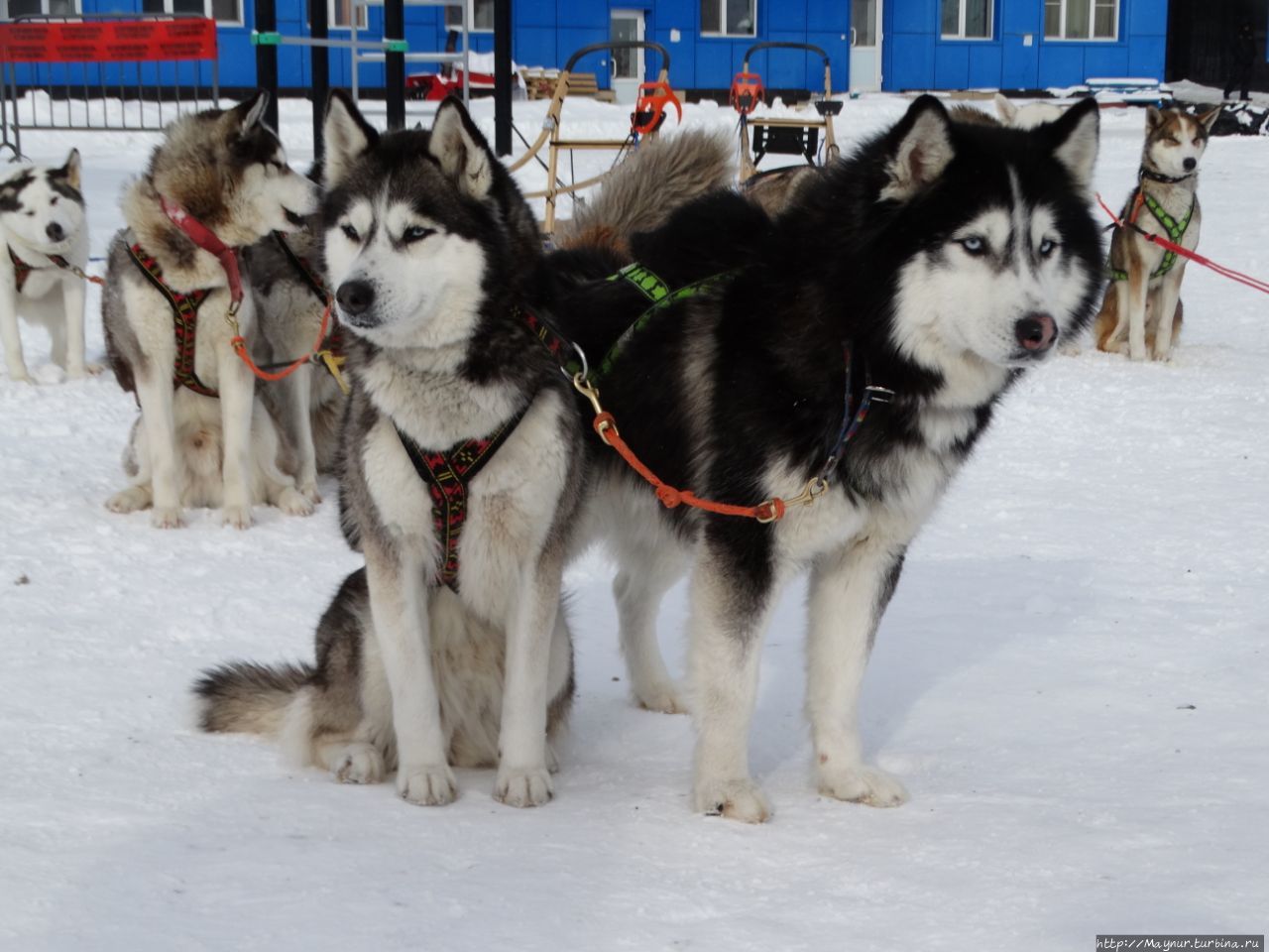 Собаки тоже тренируются. Южно-Сахалинск, Россия