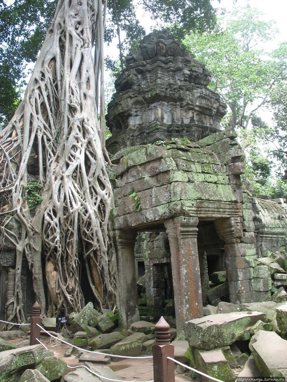 Деревья-душители в храмов