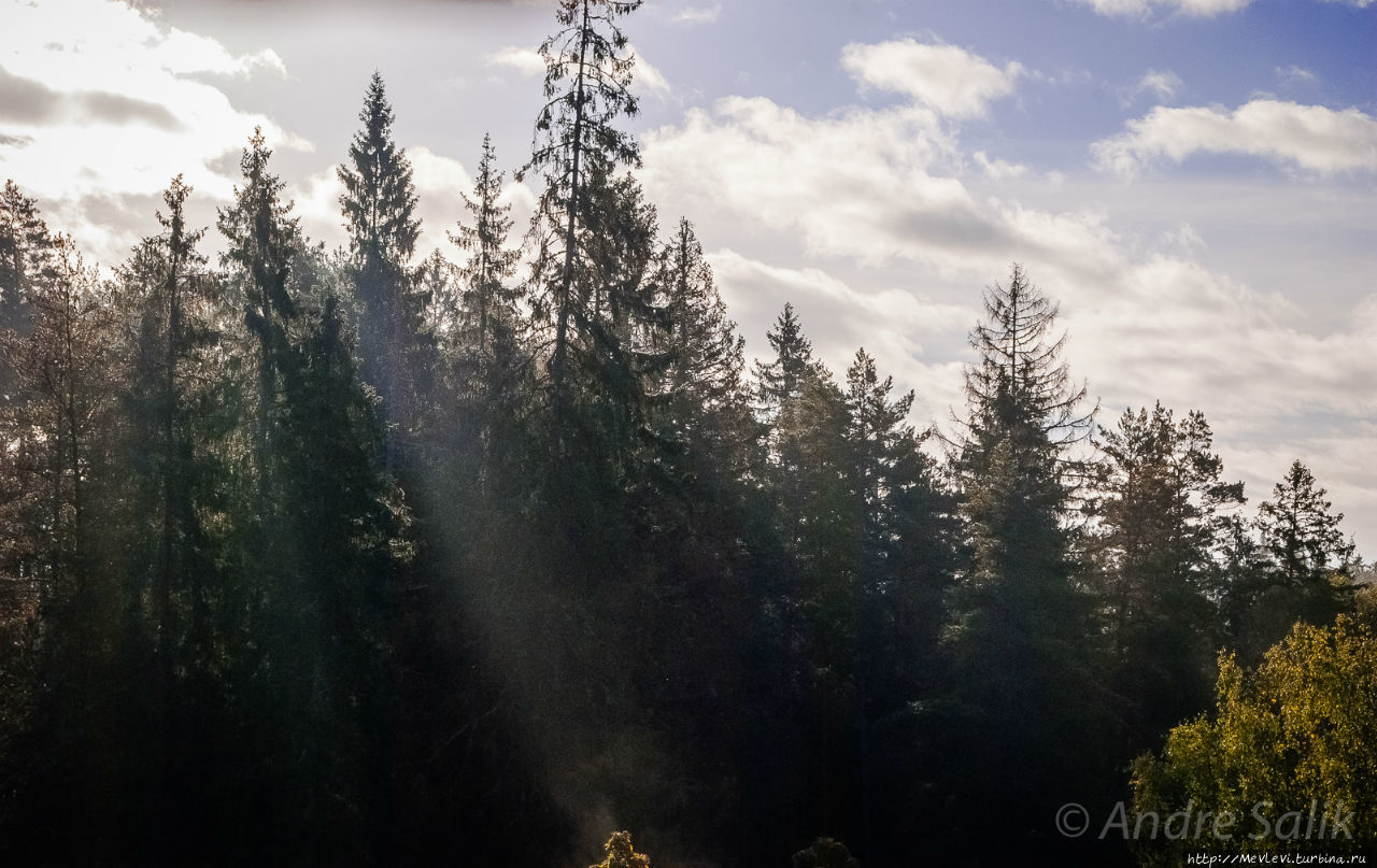 В лесу до рассвета Сигулда, Латвия
