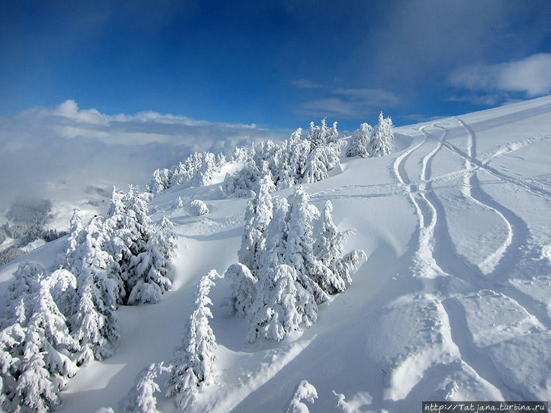 C Новым Годом! Мои дорогие друзья!