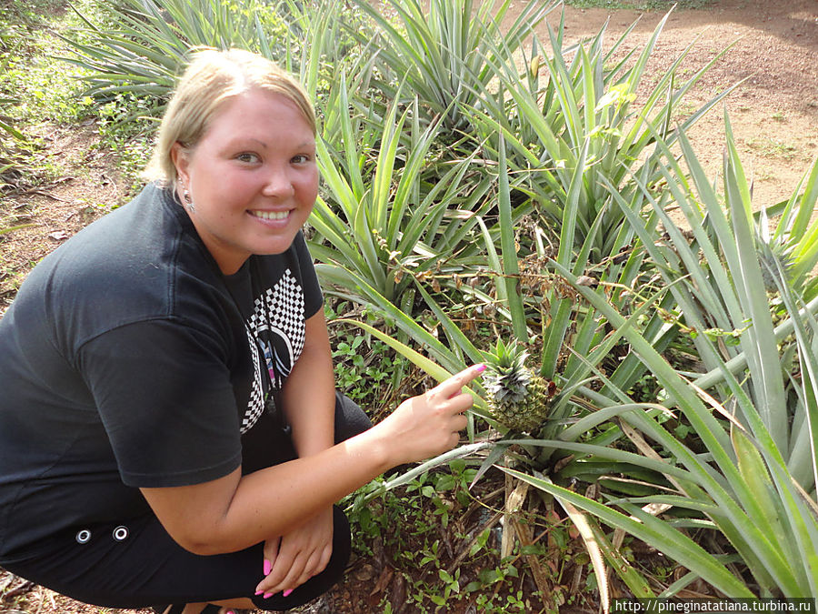 На ананасовой плантации нас угощали шикарными сочными ароматными ананасами. Бентота, Шри-Ланка