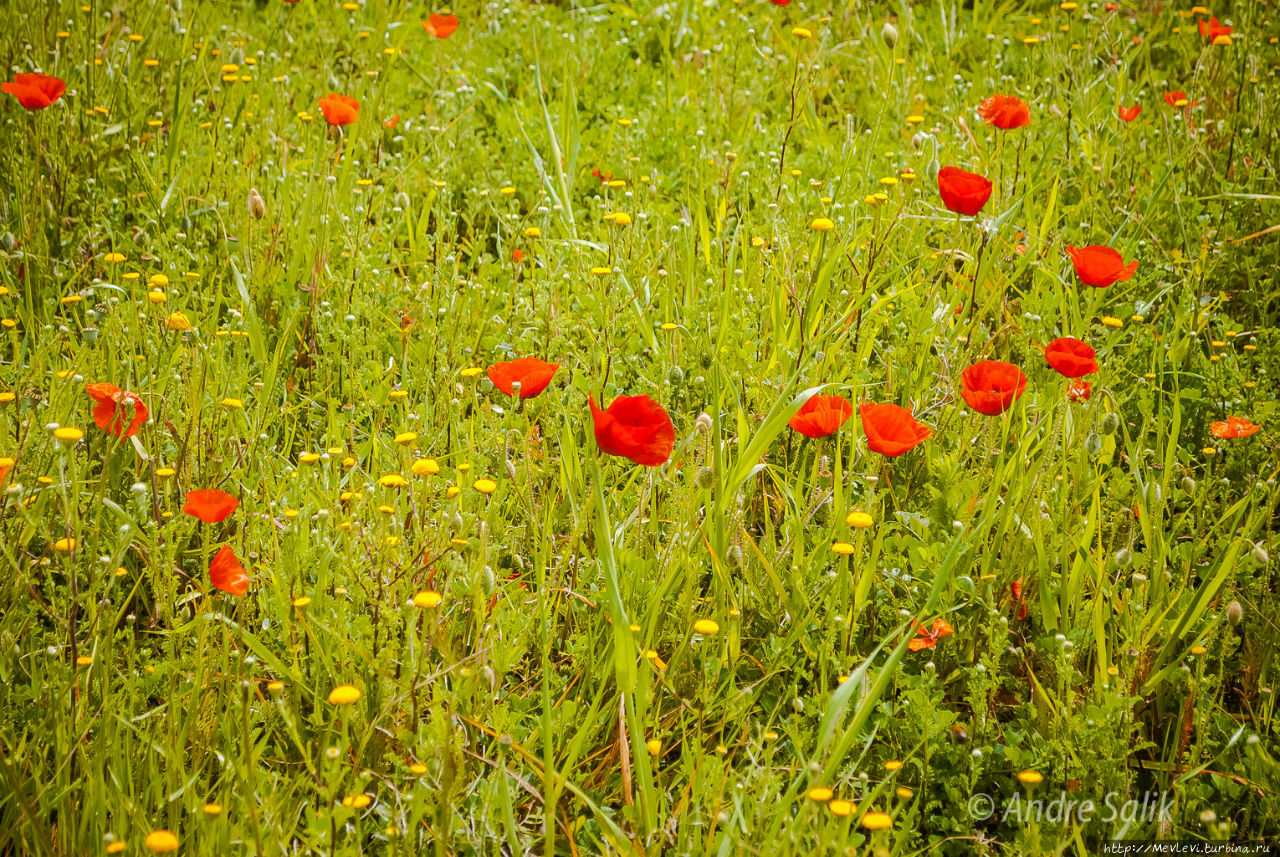Поле маков Ситжес, Испания