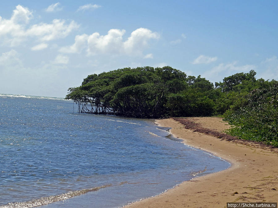 Искали пляж — попали в заповедник Боске Эстаталь де Агирре заповедник, Пуэрто-Рико