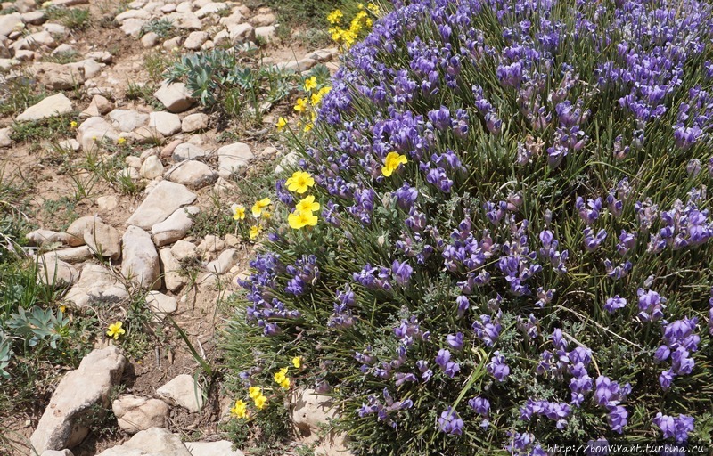 Рука Фатимы Марокко