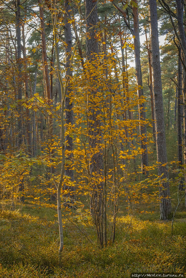 Прогулка в осеннем Лиелупе Юрмала, Латвия