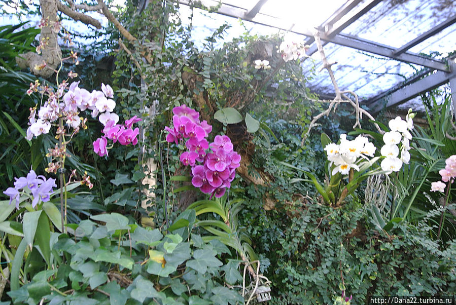 Часть 6. Лоро Парк как гормон счастья Остров Тенерифе, Испания