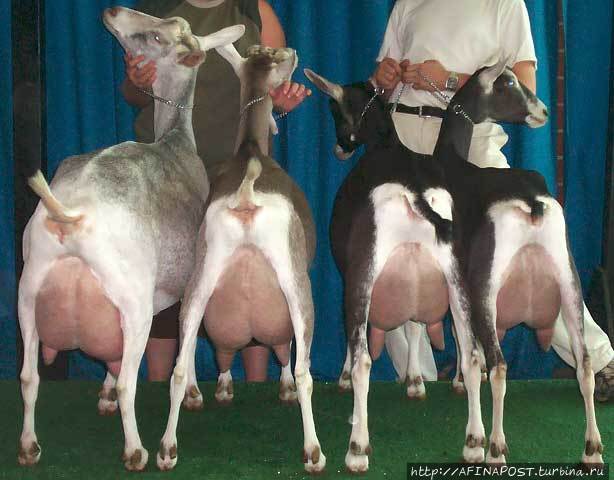 Заанен и деревенские козы Занен, Швейцария
