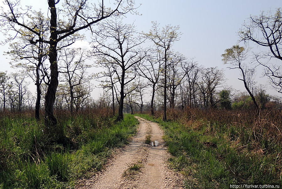 Дороги западной части Читванского национального королевского парка