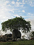дерево растет в камне