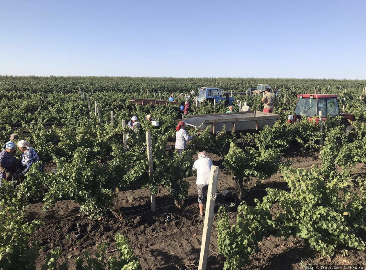 Сбор винограда осенью по всей Комрат, Молдова