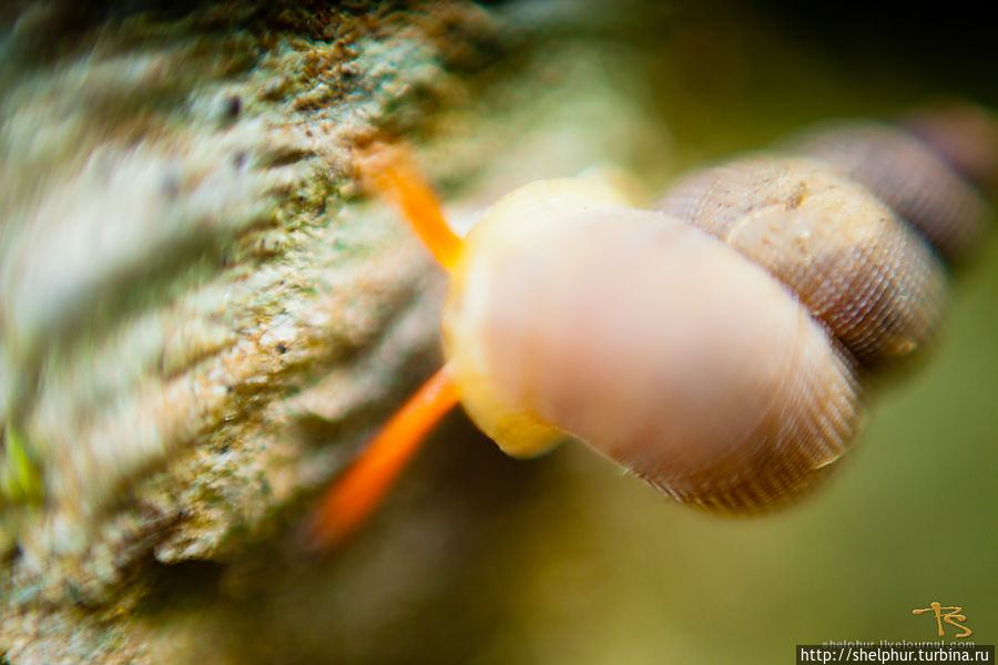 Вот эта выглядит большой, из нее можно что-то приготовить Куба