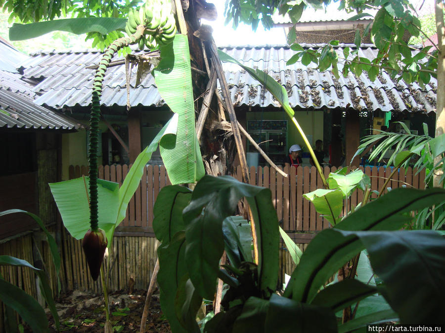 Вокруг бананы растут Кхао-Сок Национальный Парк, Таиланд