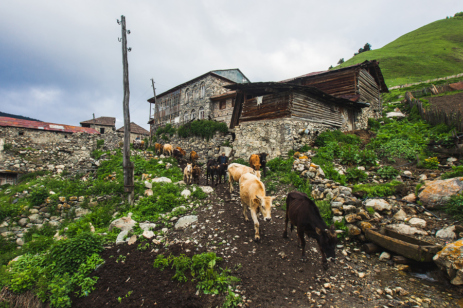 Стадо отправляется на работу...