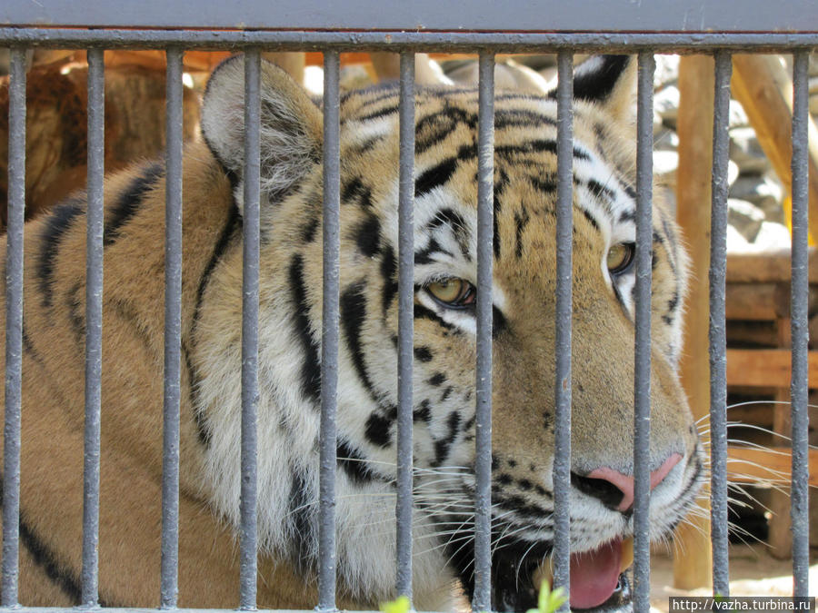 Я был в разных зоопарках,но такова тигра не видел,мощный хорошо сложенный,в хорошей форме настоящий Амурский тигр. Сеул, Республика Корея