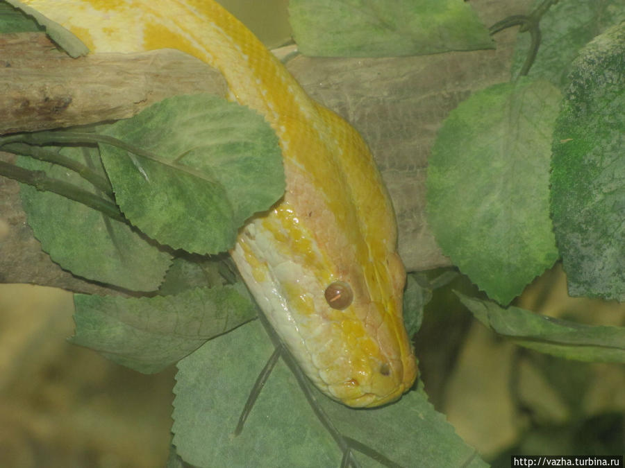 Зоопарк Сеула. Четвёртая часть. Сеул, Республика Корея