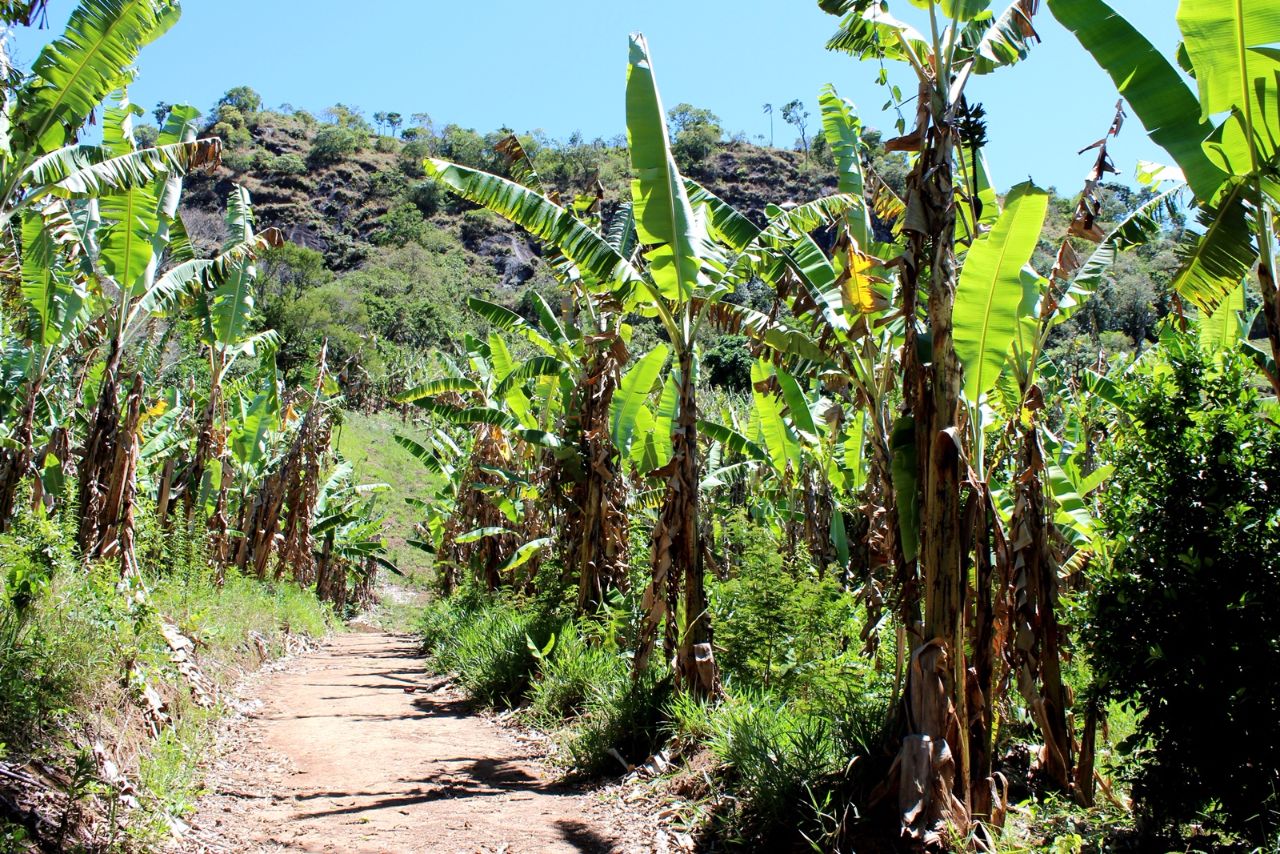 Банановые плантации у подножья горы Гонсалвис, Бразилия