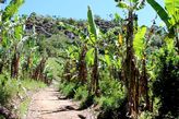 Банановые плантации у подножья горы