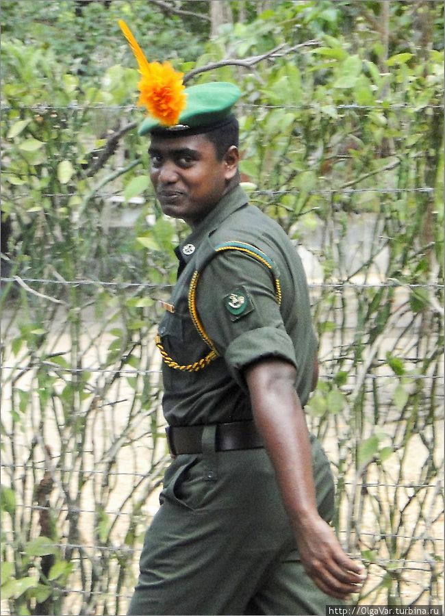 Такое яркое украшение прикрепляется к беретке, наверное, в особых случаях Тринкомали, Шри-Ланка