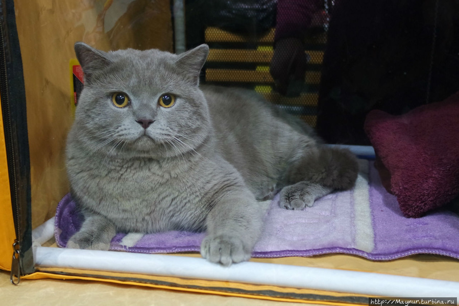 Самые  любимые... Южно-Сахалинск, Россия