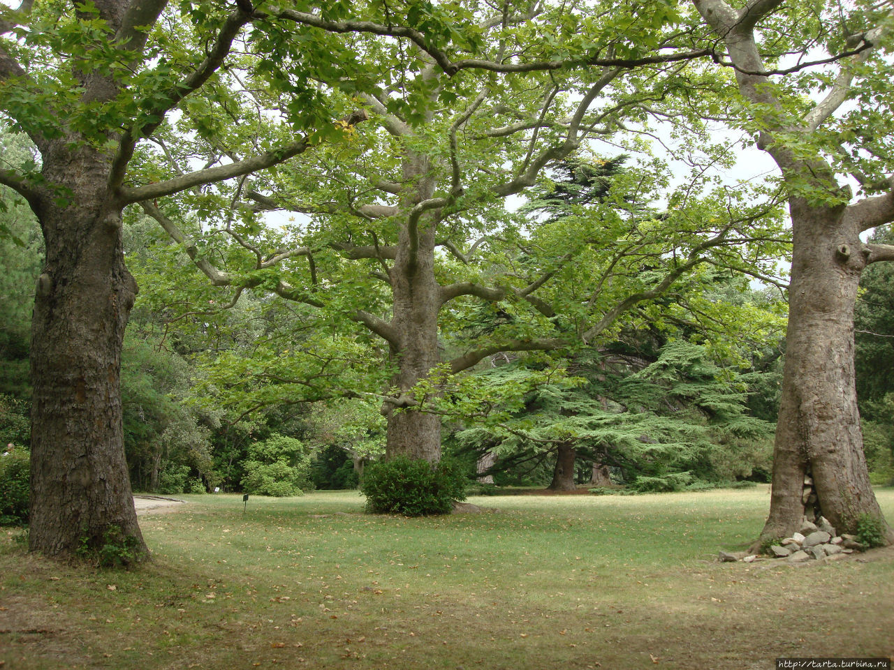 уличный кинотеатр на даче. сад под открытым небом. сад под открытым небом. карабиха усадьба некрасова пруд. телевизор на даче.