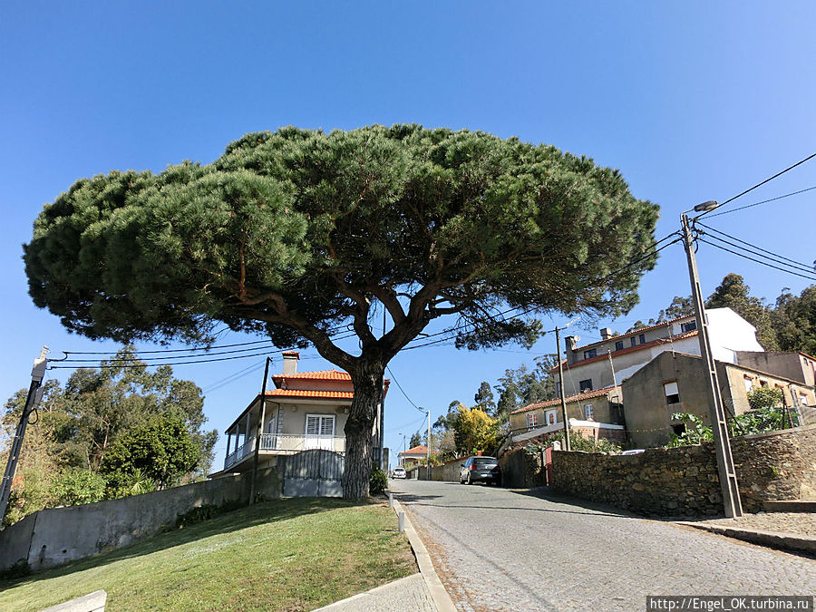 по дороге к отелю нас встречало вот такое чудесное дерево! Повуа-де-Варзин, Португалия