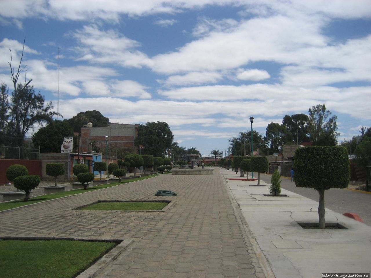 Болотный кипарис Арболь де Туле Санта-Мария-дель-Туле, Мексика
