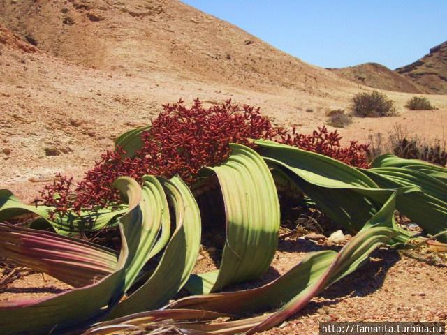 Вельвичия, мужской цветок. Свакопмунд, Намибия