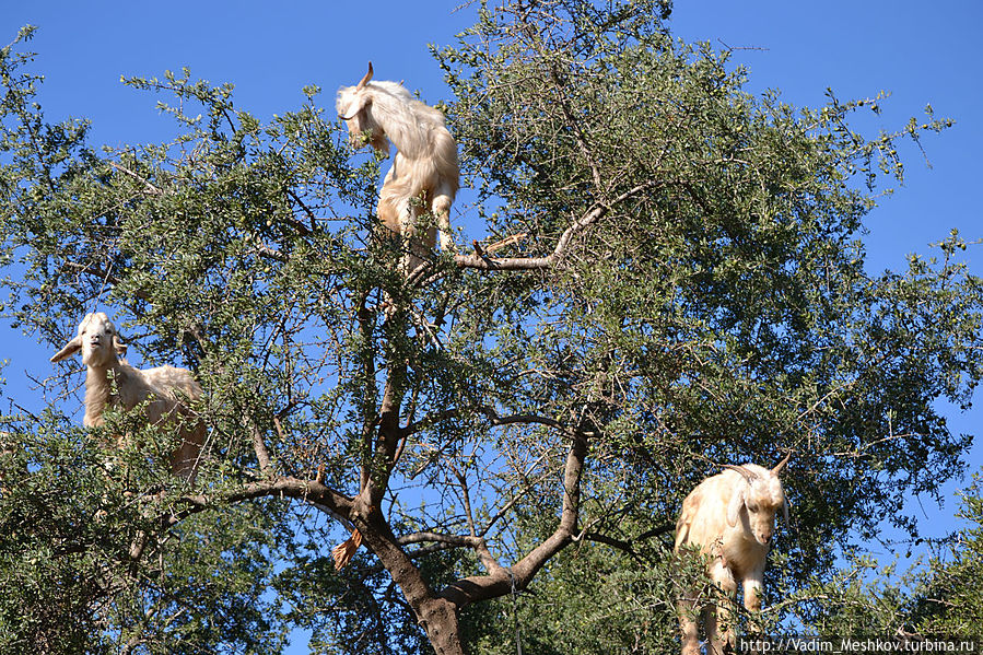 Летающие козы Марокко