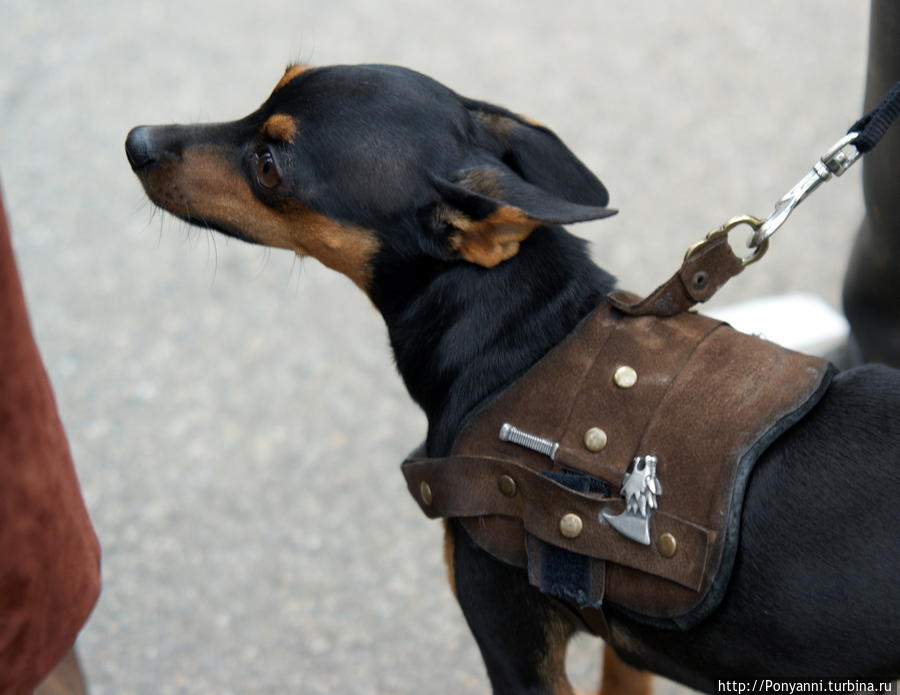 Рыцарская собака с собственным оружием Штутгарт, Германия