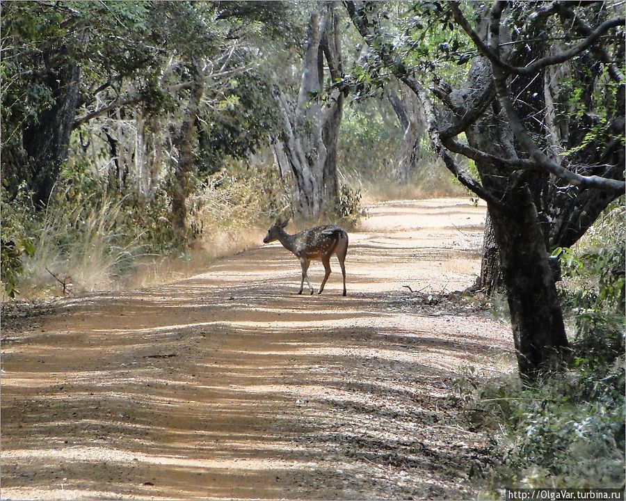 Иногда перед машиной дорогу переходят олени Уилпатту Национальный Парк, Шри-Ланка
