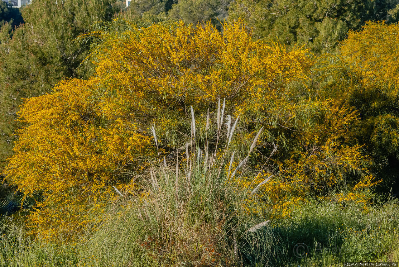 Застал буйный расцвет зелени в Испании Ситжес, Испания