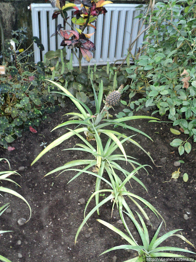 Ананасы плодоносят