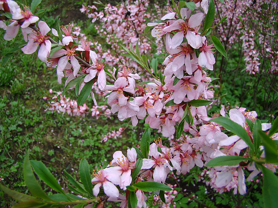Моя сакура Москва, Россия