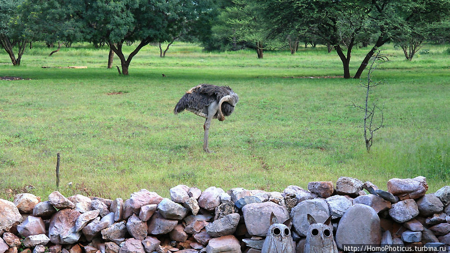 страус-йог Этоша Национальный Парк, Намибия